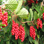 Schisandra Extract