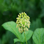 Siberian Ginseng Extract