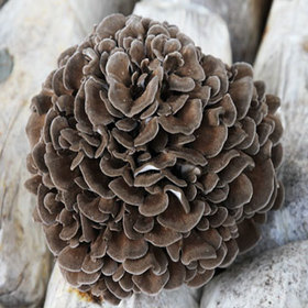 Maitake Extract