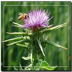 Milk Thistle Extracts (Silymarin)