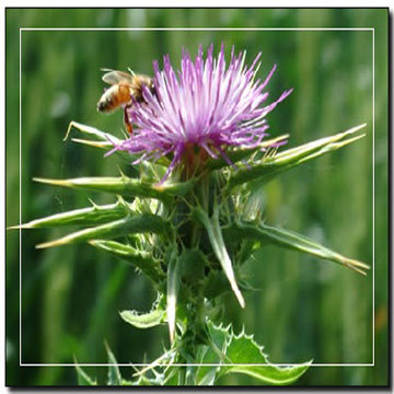 Milk Thistle Extracts (Silymarin)