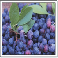 Bilberry extract powder