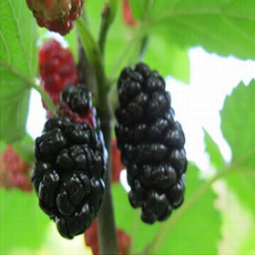 Mulberry Fruit Extract