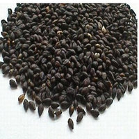 Tartary Buckwheat Extracts (Rutin)