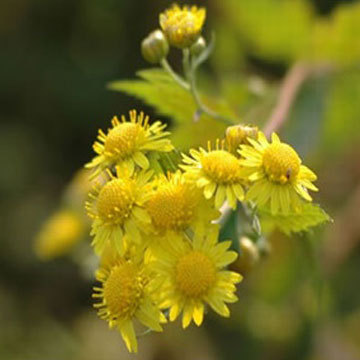 Extract ofchrysanthemum Indicum