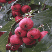 Hawthorn leaves extract