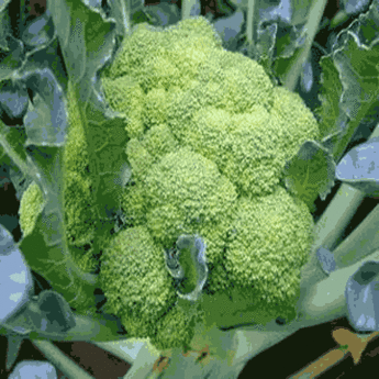 Sulforaphane