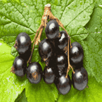 Blackcurrant Extract