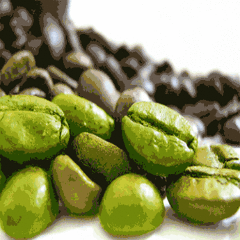 Green Coffee Bean Extract