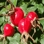 Rose Hip Fruit Powder