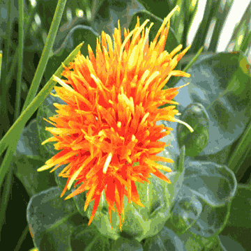 Safflower (Whole/ Cut/ Slice)