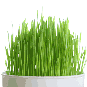 Wheat Grass Powder