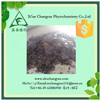 Pure natural ilex kudincha extracts