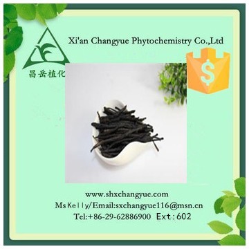 Hot Selling Chinese Holly Leaf Extract