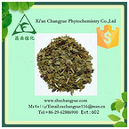 Hot selling yerba mate herb extract