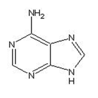 adenine (6-aminopurine)