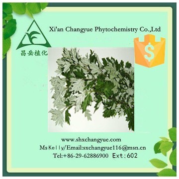 Gold supplier wormwood leaf extract powder