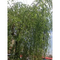 White Willow Extract Powder