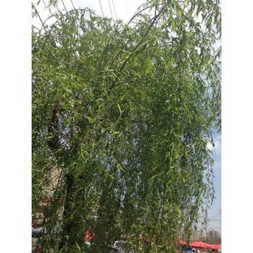 White Willow Extract Powder