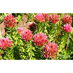 Rhodiola Rosea Extract