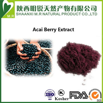 Acai Berry Extract Powder