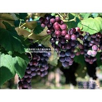 100% natural Grape Skin Extract