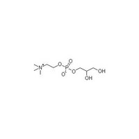 Choline alfoscerate (GPC)