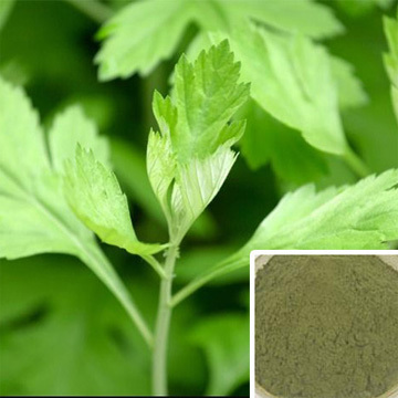 Wormwood Leaf Extrac