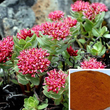 Rhodiola Rosea Extract