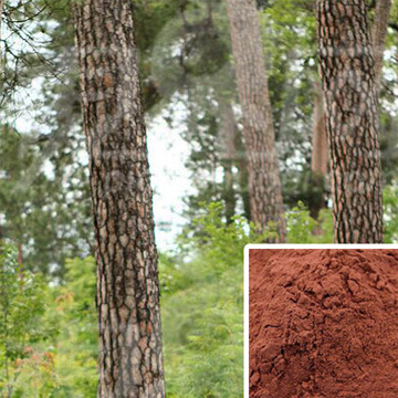 Pine Bark Extract