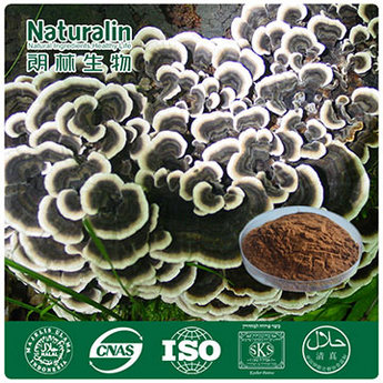 Coriolus Mushroom Extract/Yun Zhi Extract