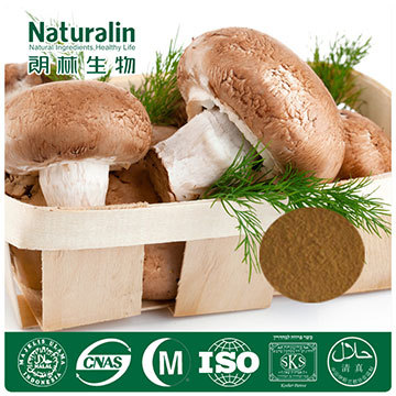 Shiitake Mushroom Extract