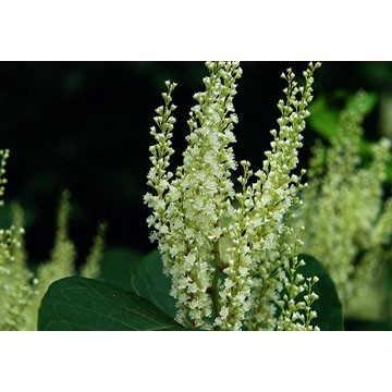 Polygonum cuspidatum extract