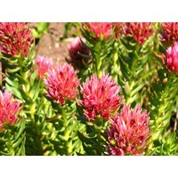 Rhodiola rosae extract
