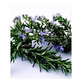 Rosemary Essential Oil from Jiangxi