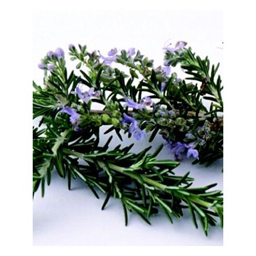 Top Chinese Rosemary Essential Oil