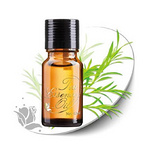 Perfume Rosemary at Good Price for Rosemary Oil Export