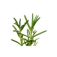 Essential Oil / Rosemary Oil with Skin spa Fragrance but Lower Price from china