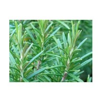 2016 Plant Extract Rosemary Essential Oil for Chistmas Promotion