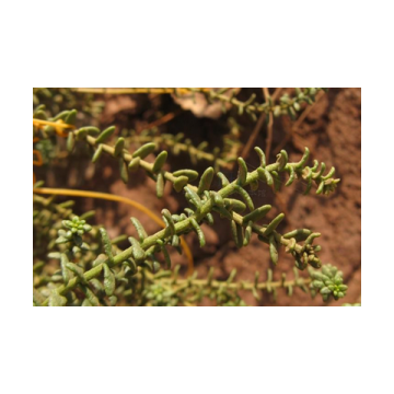 Hot Sale Plant Extraction Thyme Extract Thymol 