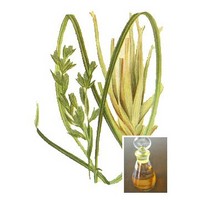 Sale in bulk Citronella oil for insecticide 