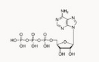 D-RIBOSE-4