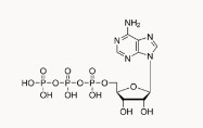 D-RIBOSE-4