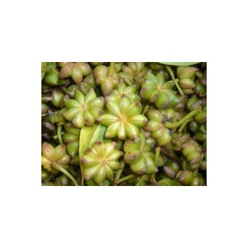 bulk food/cosmetic grade star anise oil 