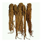 Angelica Root Oil 