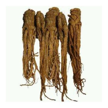 Angelica Agchangelica Extract skin protection essential 