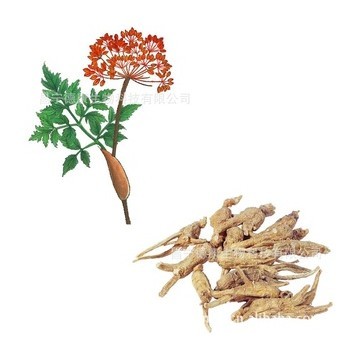 Root Extract Pure Angelica Root Essential Oil 