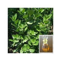Natural Products Organic Wintergreen Oil With OEM ODM