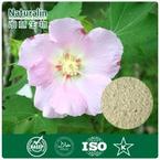 Hibiscus Flower Extract