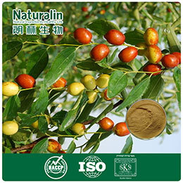 Jujube Extract